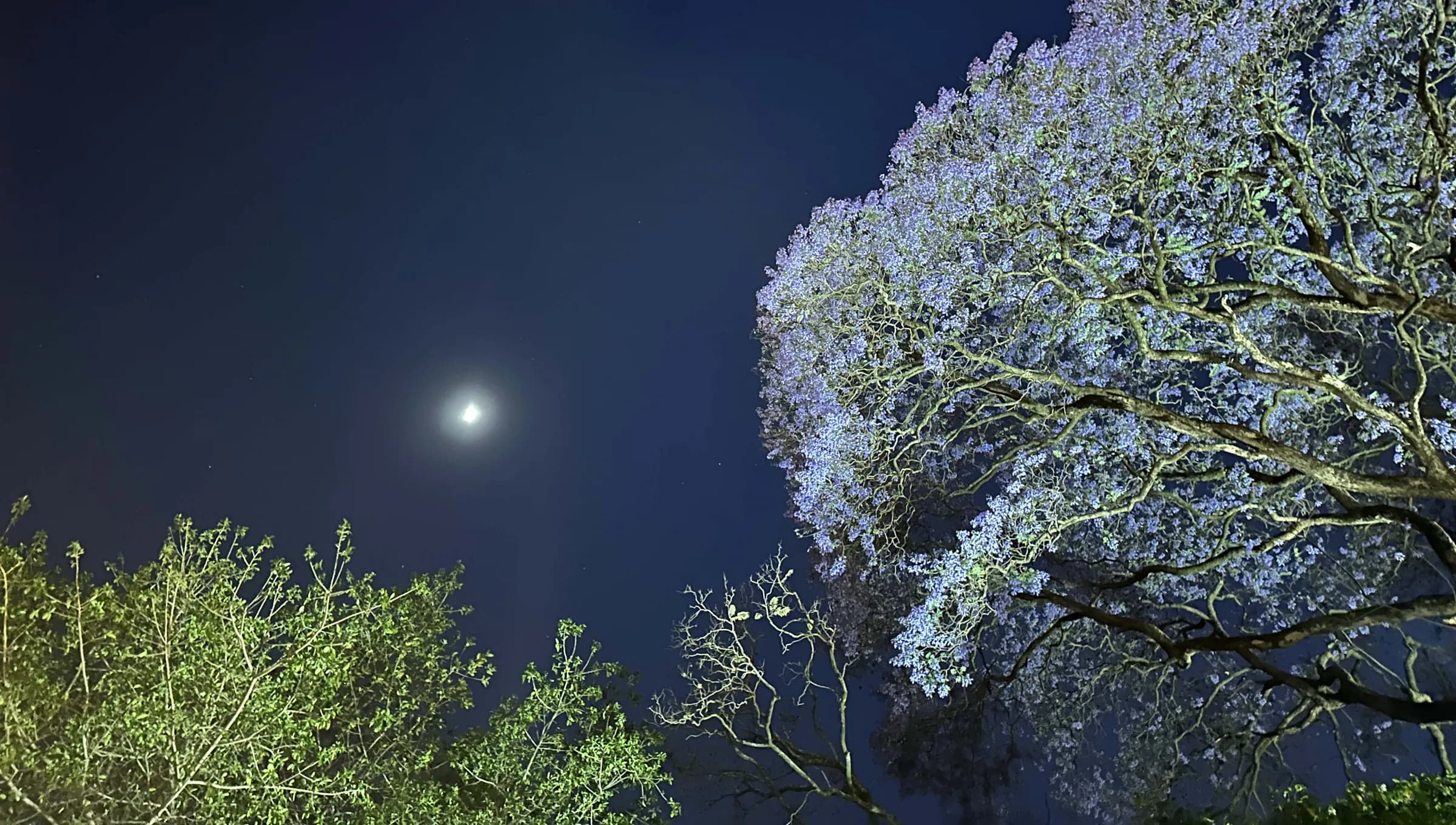 A jacaranda tree in bloom under the moon above Amber's garden